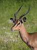 _17C1524 Black-faced Impala